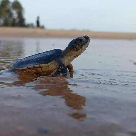 Turtle Watch Cabana Tangalle Exterior photo