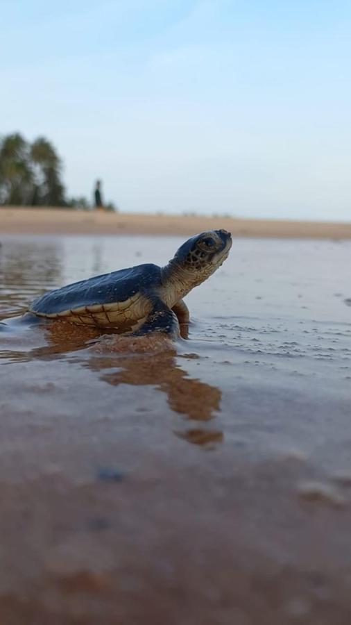 Turtle Watch Cabana Tangalle Exterior photo