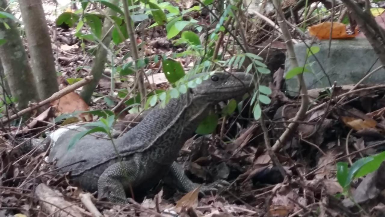 Turtle Watch Cabana Tangalle Exterior photo